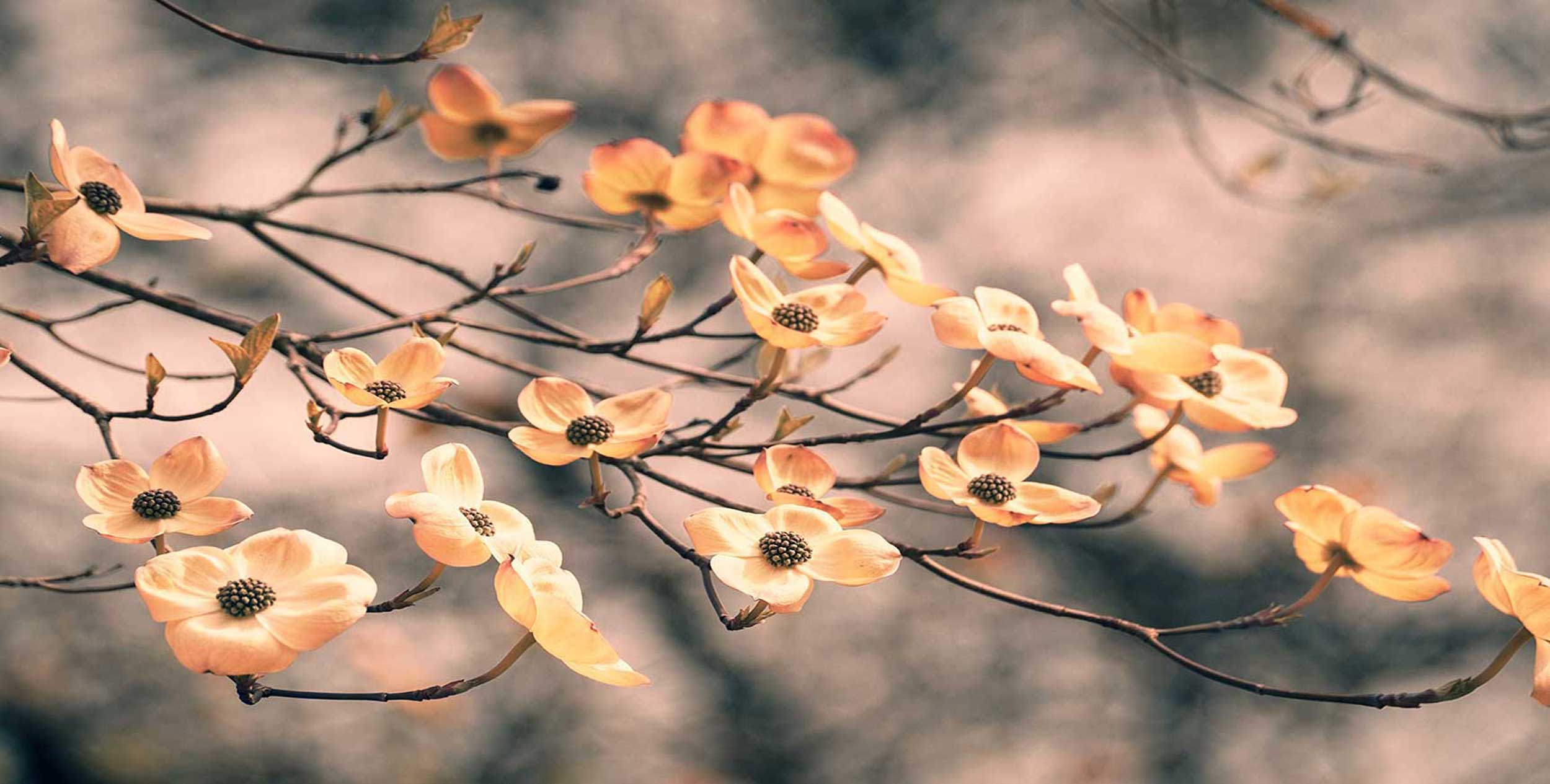 Dogwood Blooms