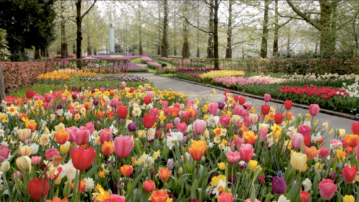 Keukenhof Gardens